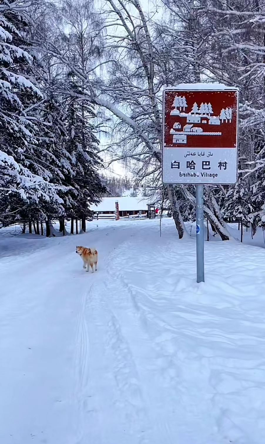 白哈巴的冬，是一场空灵的幻梦。雪落无声，天地间银装素裹，山峦绵延似素白画卷展开。-骆驼帮