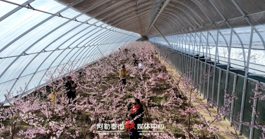 阿勒泰市：和春天见面 闯入诗意桃境-骆驼帮