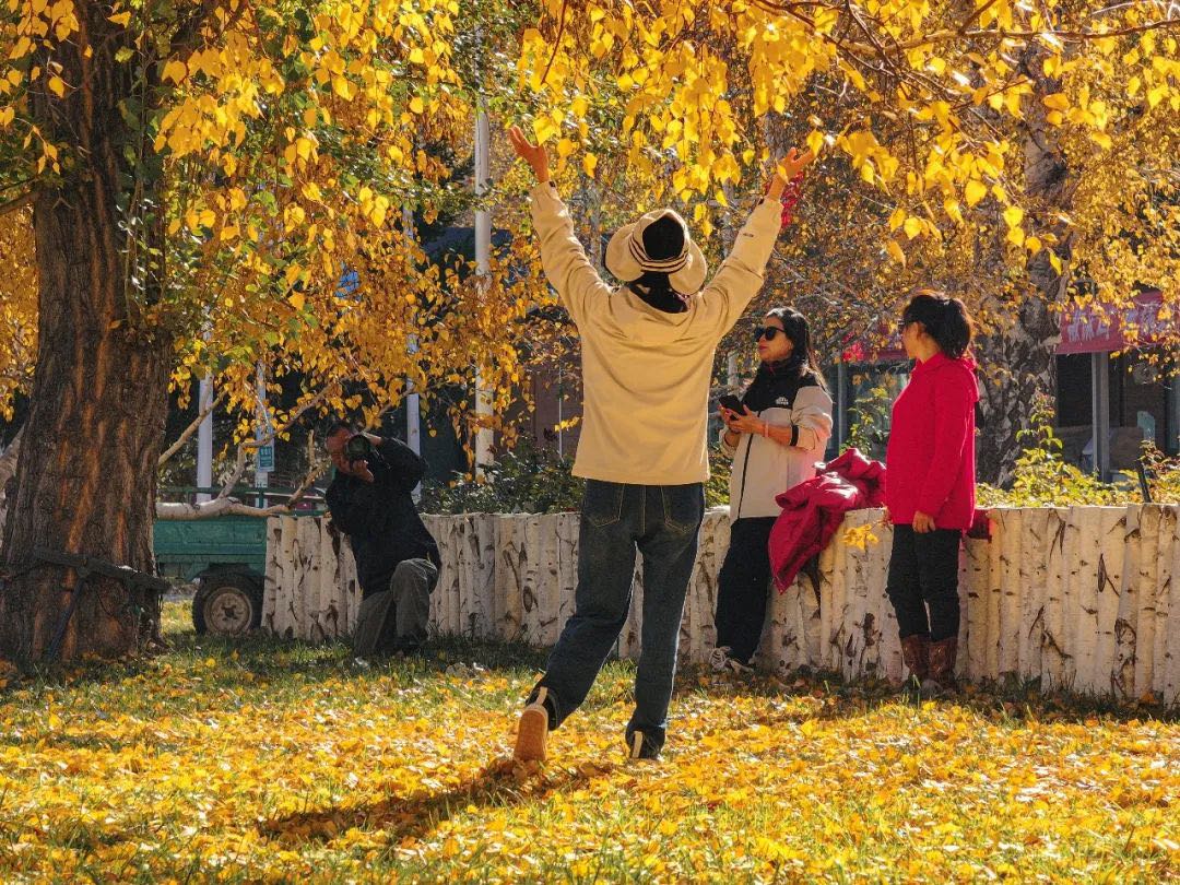 哈巴河：秋景如画 游客纷至沓来-骆驼帮