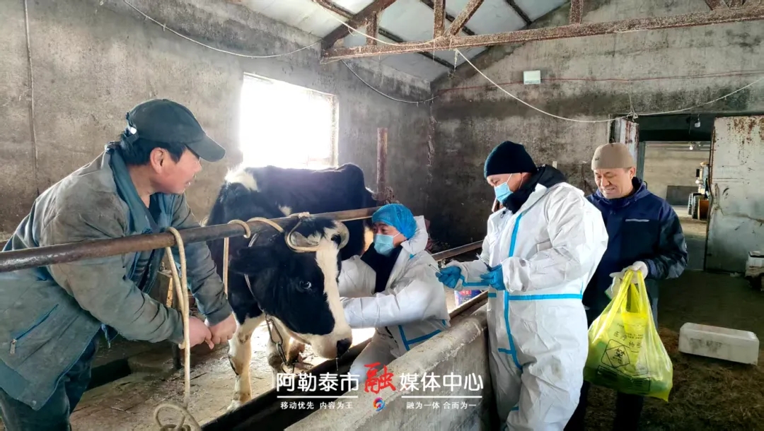 阿勒泰市：强化奶牛疫病防控 守护群众“奶瓶子”安全-骆驼帮