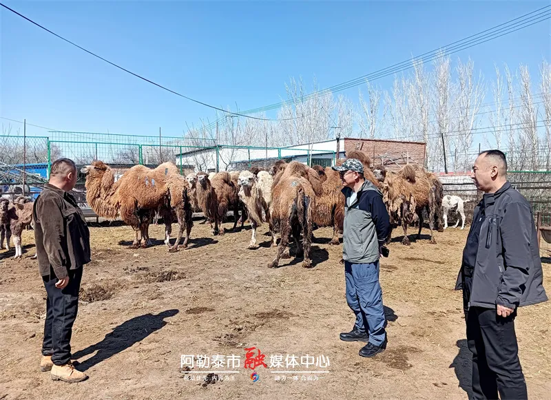 阿勒泰市开展动物防疫条件合格证现场审查 为畜牧业保驾护航-骆驼帮