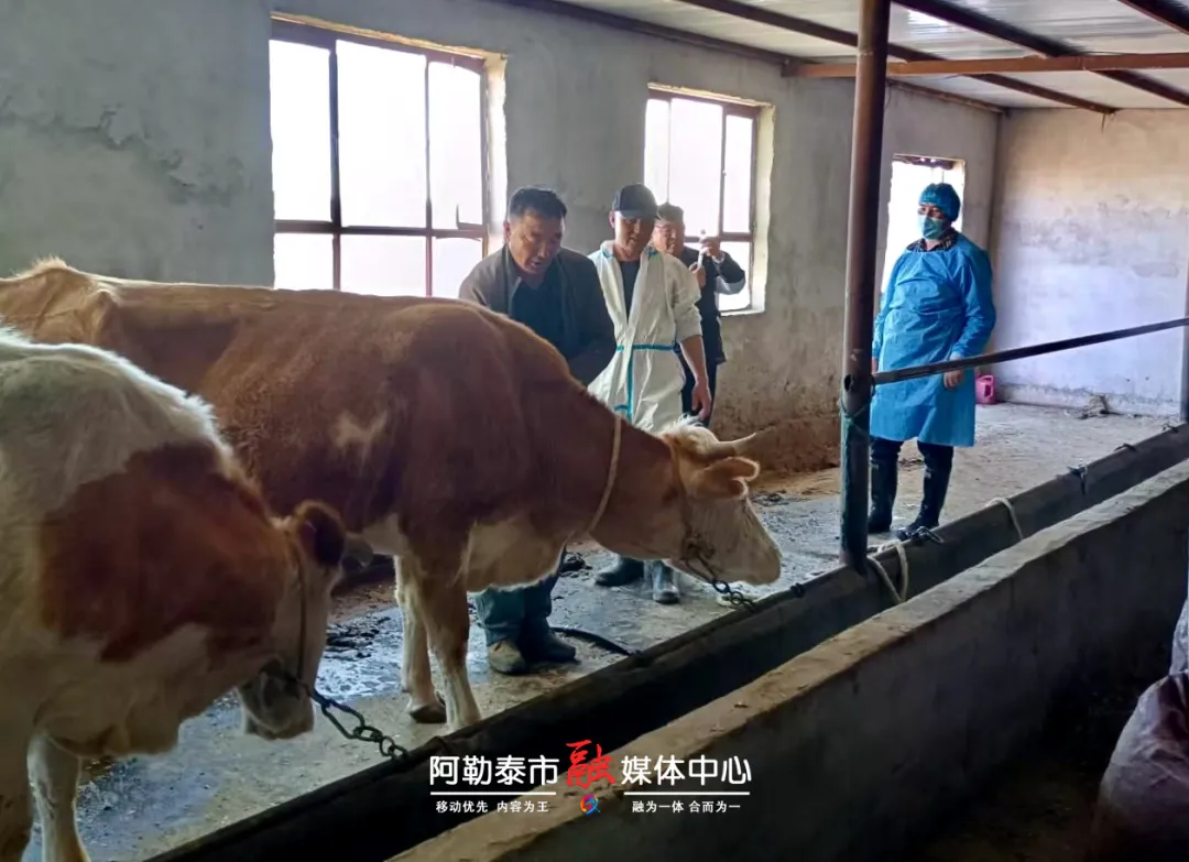 技术赋能！阿勒泰市牛群繁育告别“经验时代”-骆驼帮
