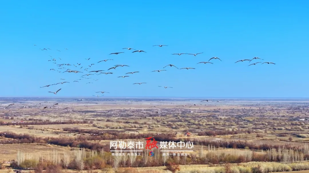 图说阿勒泰丨灰鹤翔集迎春舞-骆驼帮
