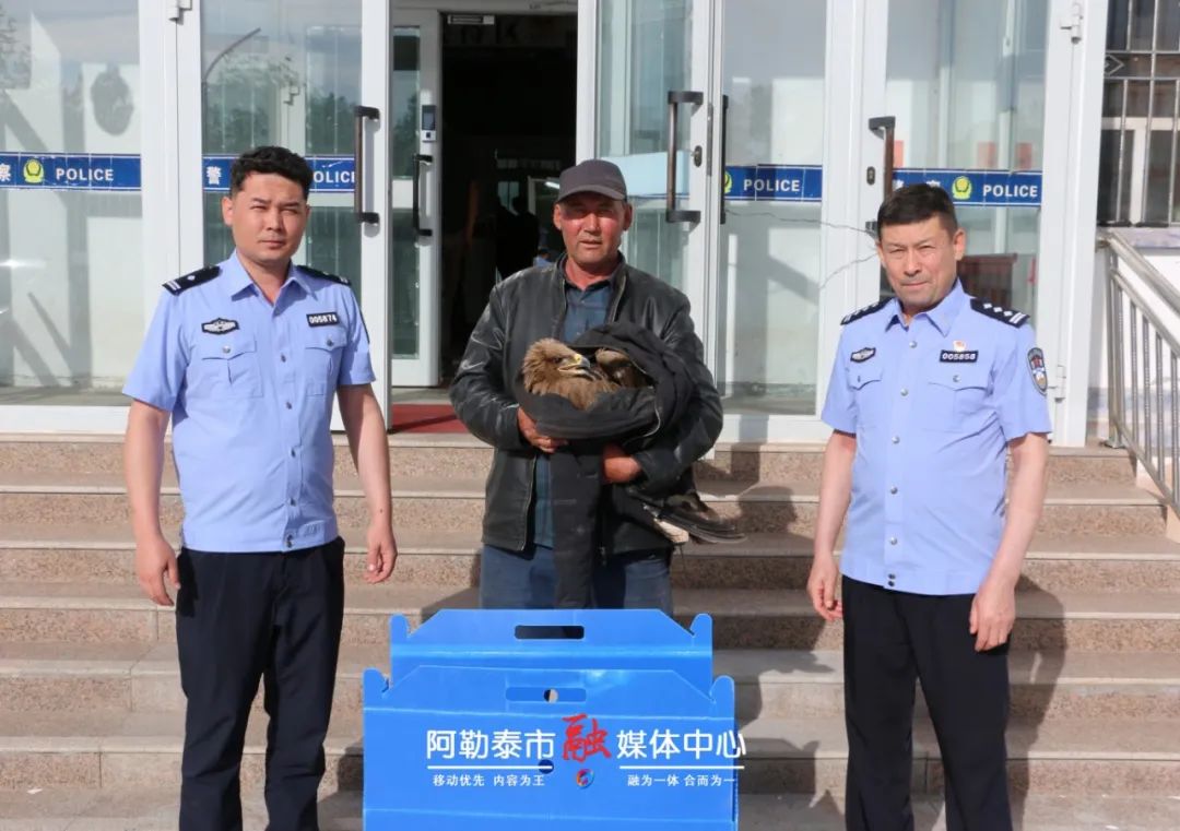 当金雕遇见草原的温柔 警民携手编织生命的羽翼-骆驼帮