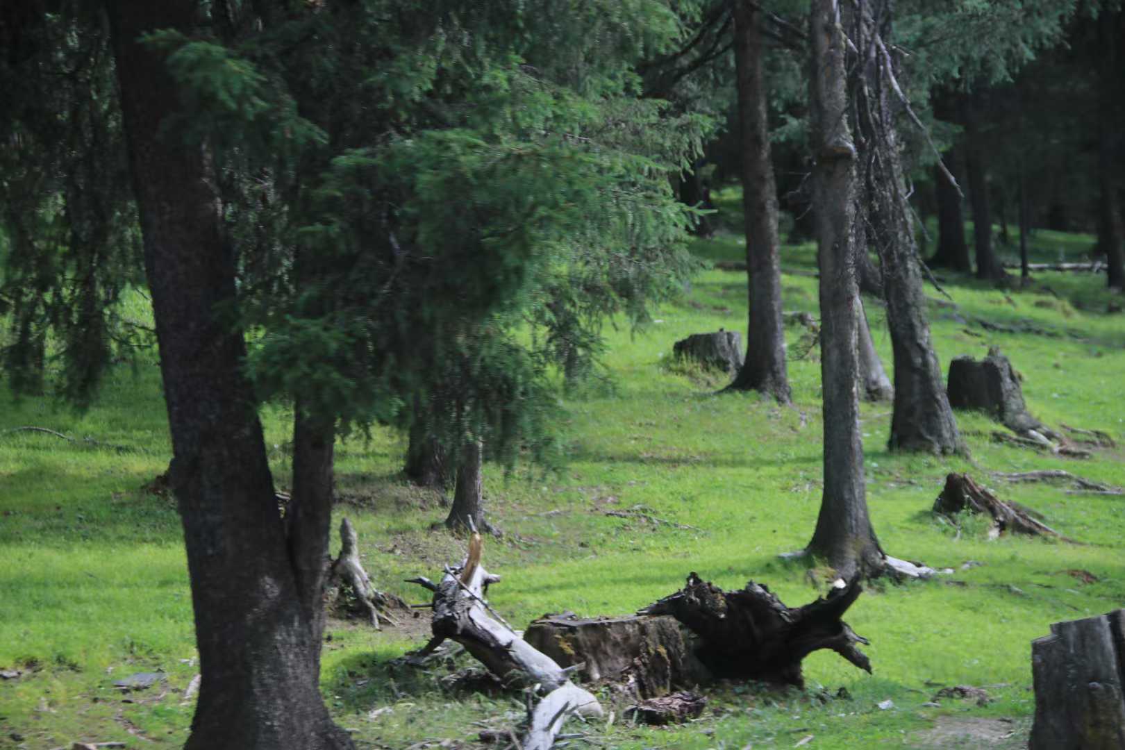 白哈巴如诗如画，处处是令人心醉的美景。-骆驼帮