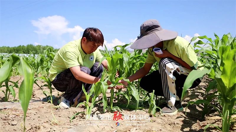 科技小院如何让阿勒泰鲜食玉米甜”出圈”-骆驼帮