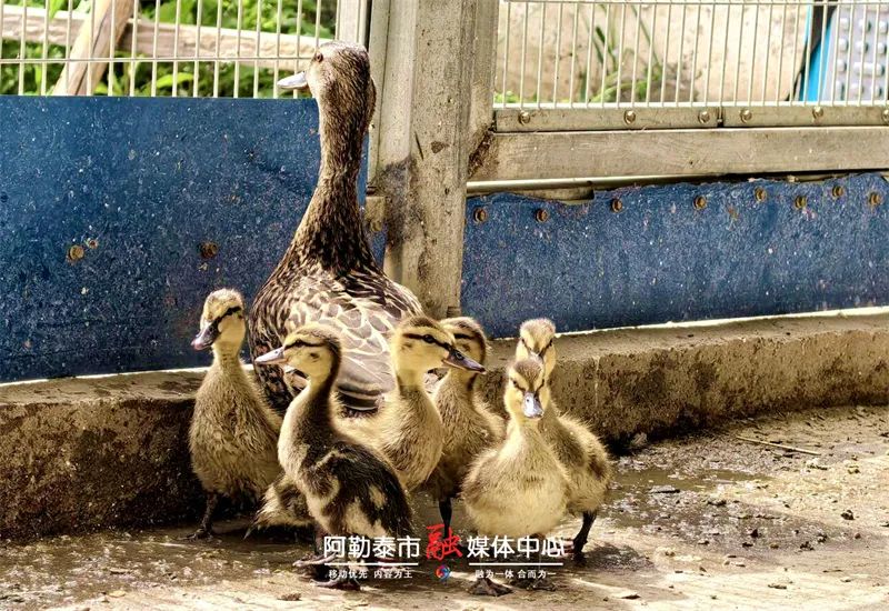 暖心！ 阿勒泰市警民成功救助“三有”保护动物——绿头鸭-骆驼帮