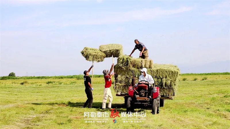 图片[3]-打草啦！机器轰鸣收“冬粮”-骆驼帮