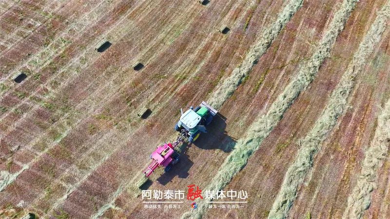 图片[2]-打草啦！机器轰鸣收“冬粮”-骆驼帮