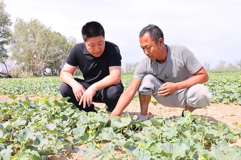 喀纳斯蜜瓜丰收在望 甜蜜产业助力乡村振兴-骆驼帮