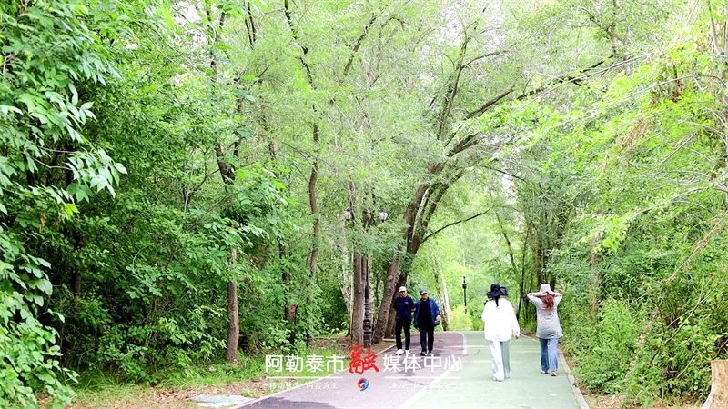 阿勒泰桦林公园“盛装”重启 邀您醉在自然里-骆驼帮