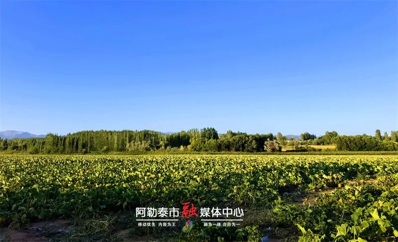 辉煌70年 奋进新征程丨金土豆、活土地、火民宿……阿勒泰市产业振兴藏不住的红火-骆驼帮