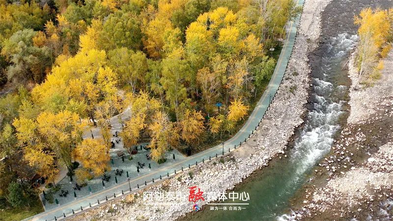 图片[5]-阿勒泰桦林公园“盛装”重启 邀您醉在自然里-骆驼帮