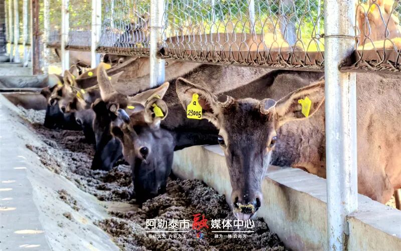 日照金山丨鹿苑破百头 观光融合添活力-骆驼帮