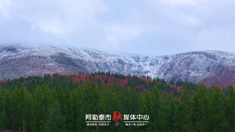图片[6]-魅力金山丨秋雪落阿勒泰 草原与雪山撞了个满怀-骆驼帮