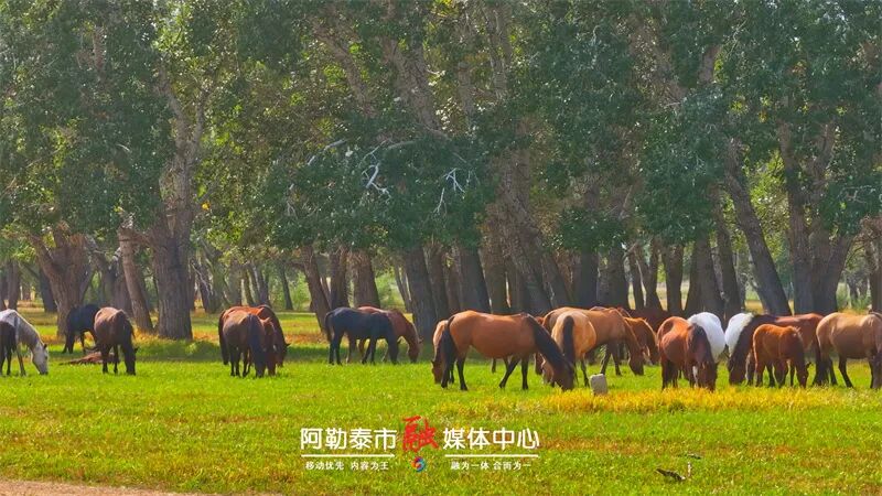 摄金山丨秋波漾 叶染金 诗意漫河谷-骆驼帮