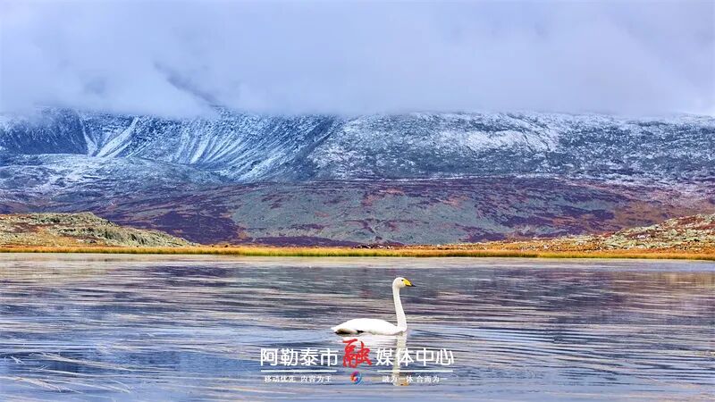 图片[3]-魅力金山丨秋雪落阿勒泰 草原与雪山撞了个满怀-骆驼帮