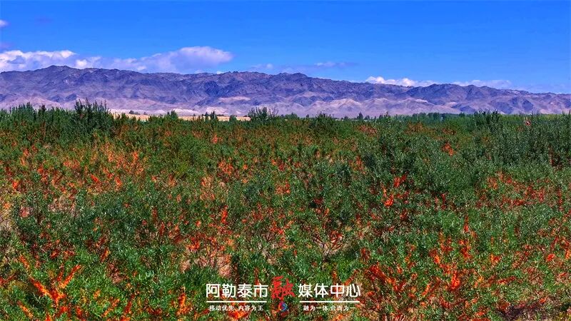 乡村振兴丨粉色花海旁藏着“黄金果”！阿勒泰戈宝红麻景区2000亩沙棘解锁产业新活力-骆驼帮